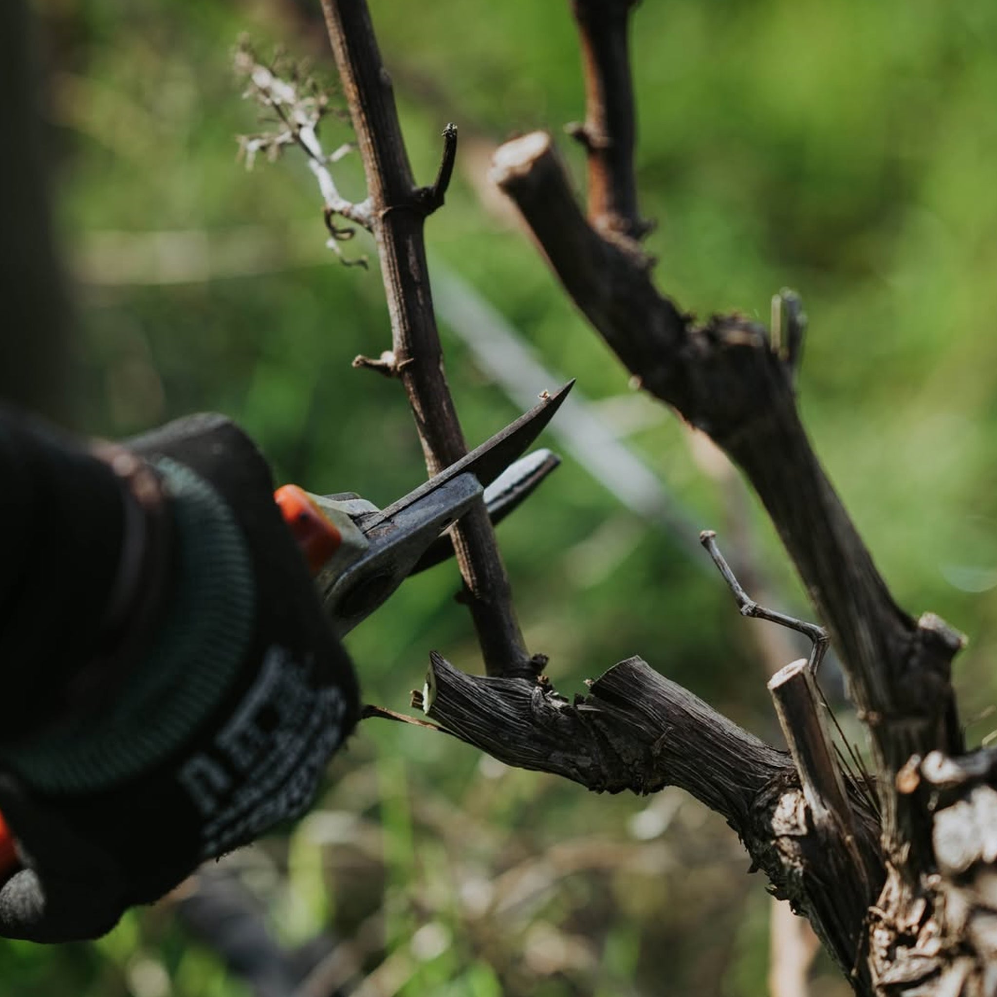 Vasse Felix Filius Cabernet Sauvignon 2023