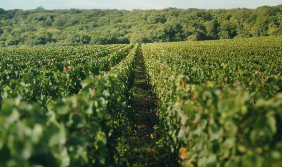 The Vineyard brand story