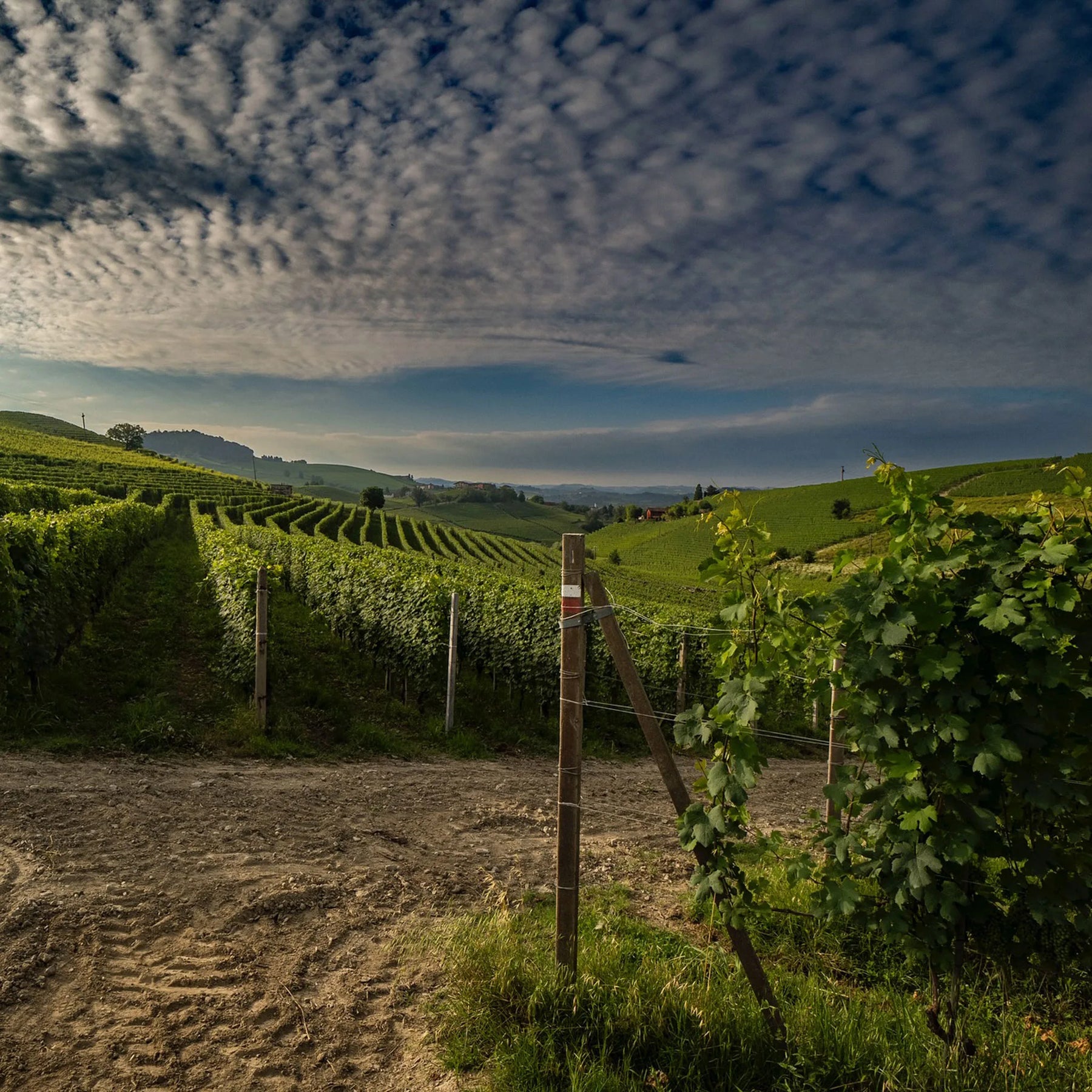 Vietti Langhe Nebbiolo Perbacco 2023