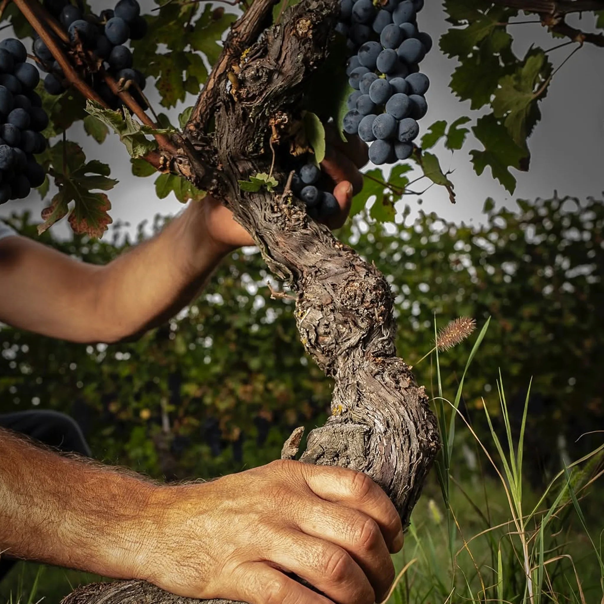 Vietti Langhe Nebbiolo Perbacco 2023