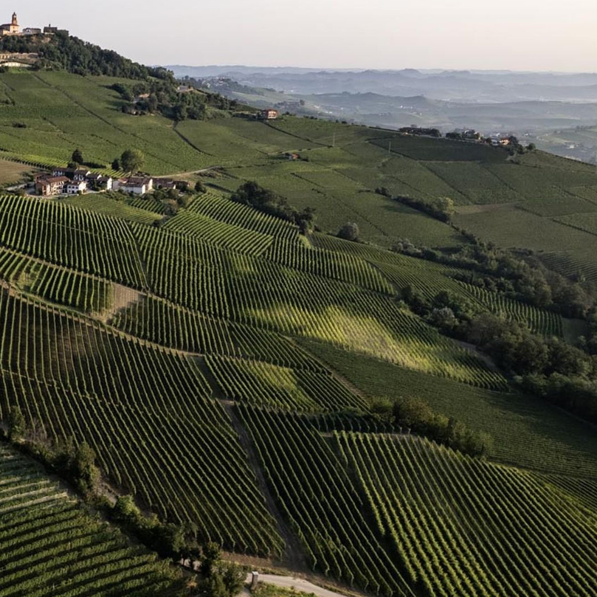 Vietti Langhe Nebbiolo Perbacco 2022