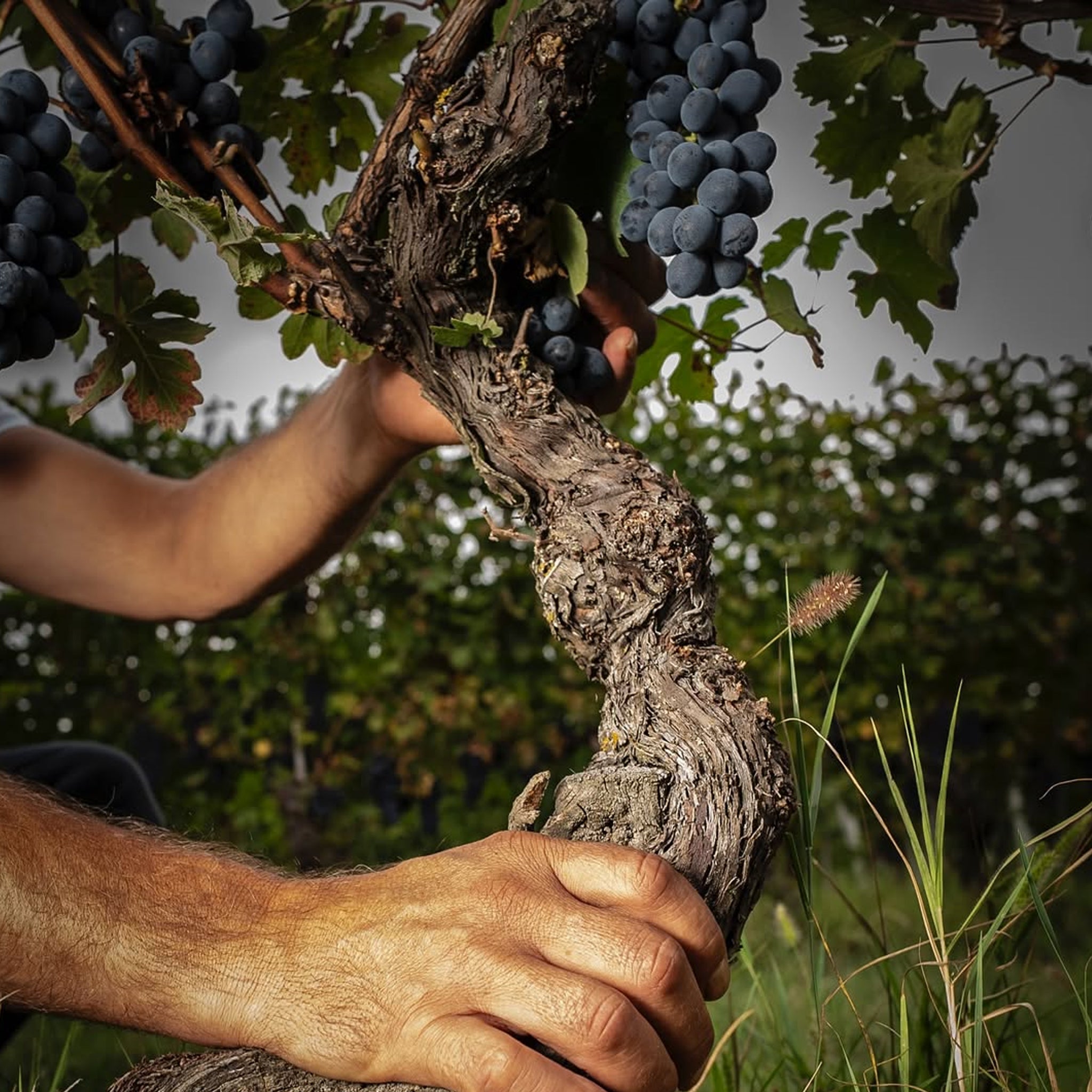 Vietti Barolo Riserva 2017