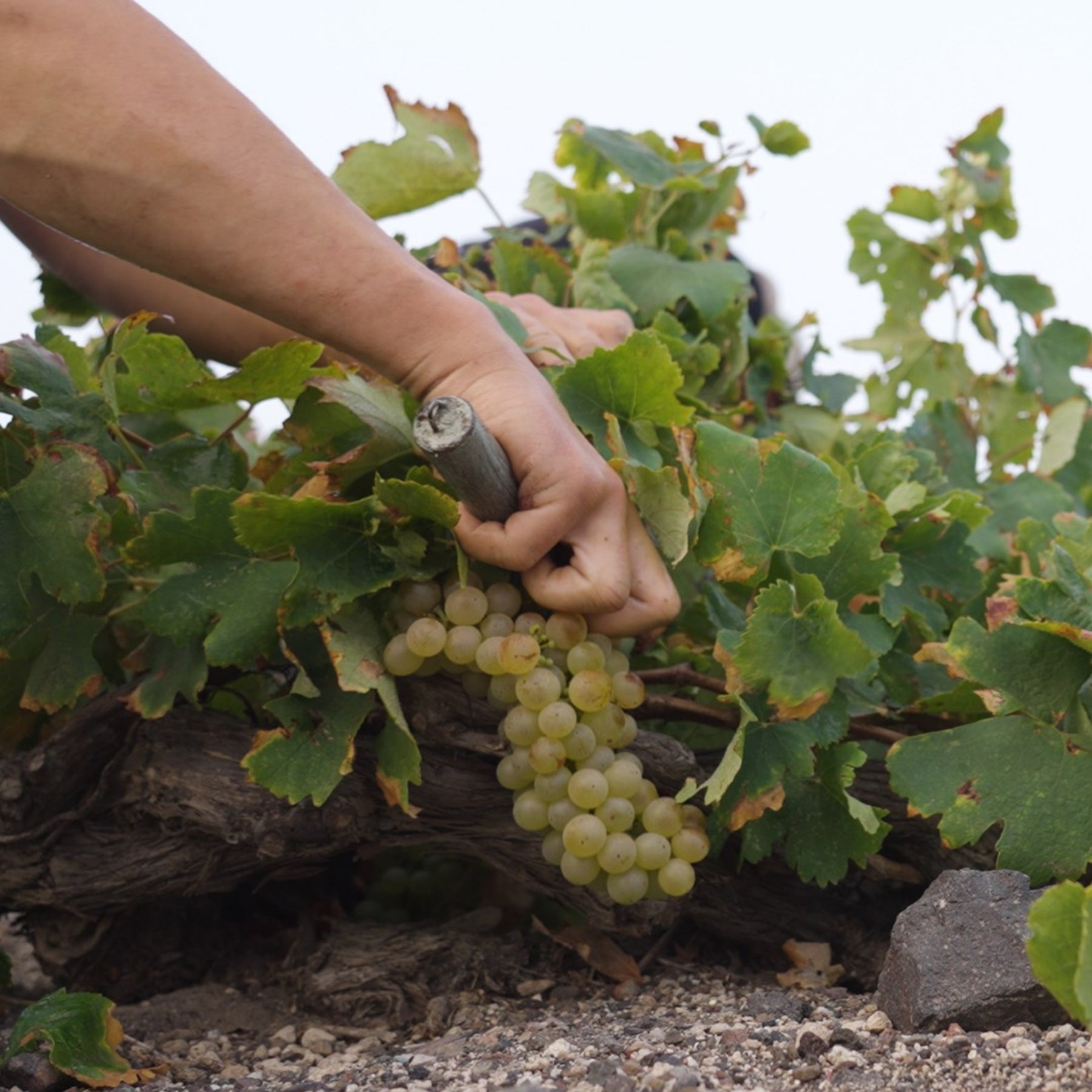 SantoWines Santorini Vinsanto 2013