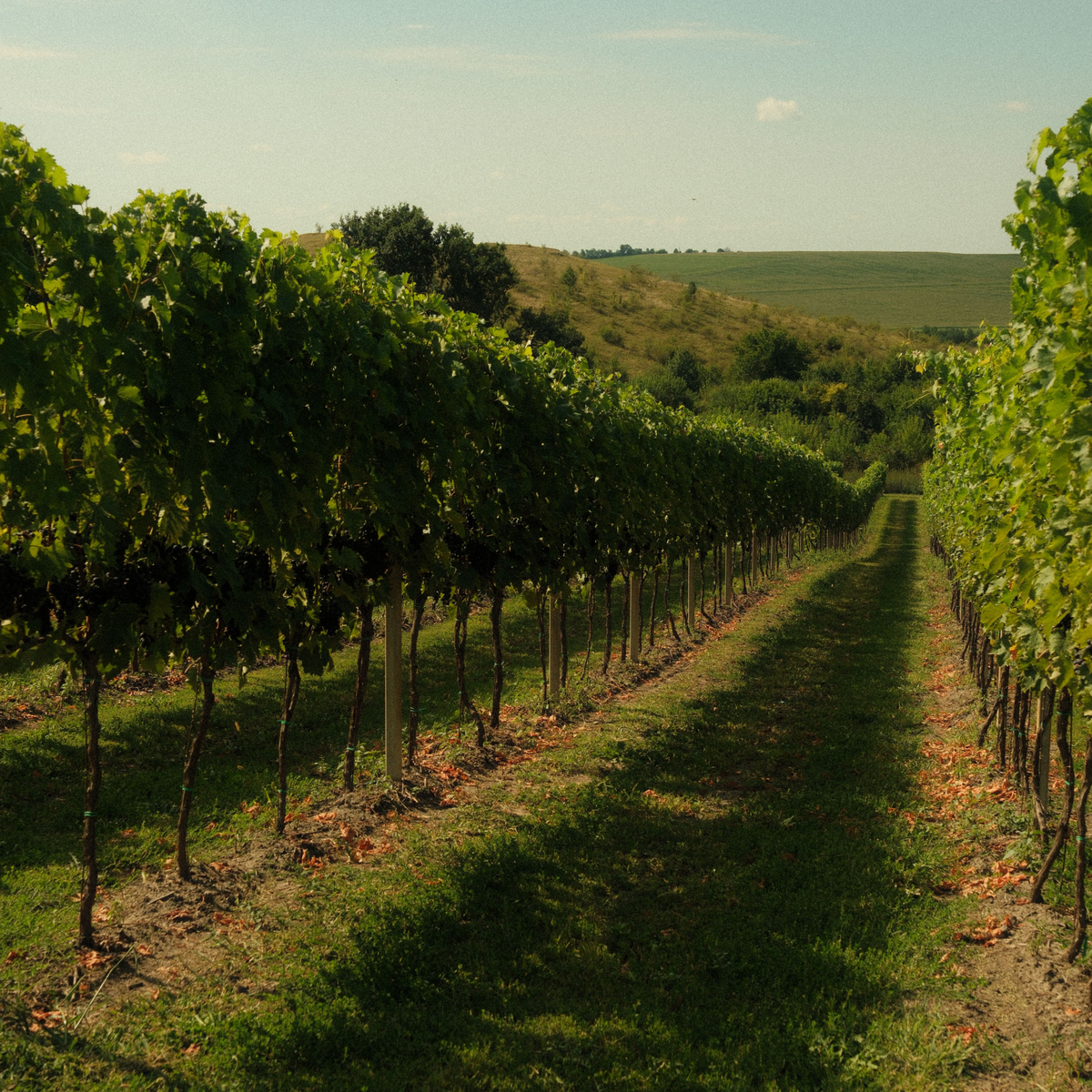 Glenfion Canyonleigh Syrah 2015