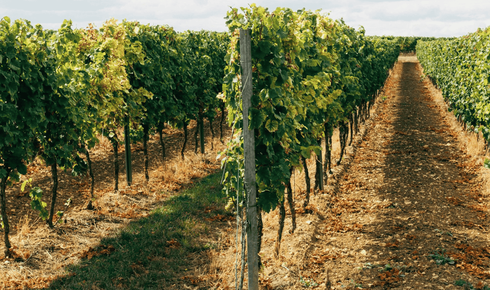 The Vineyard brand story
