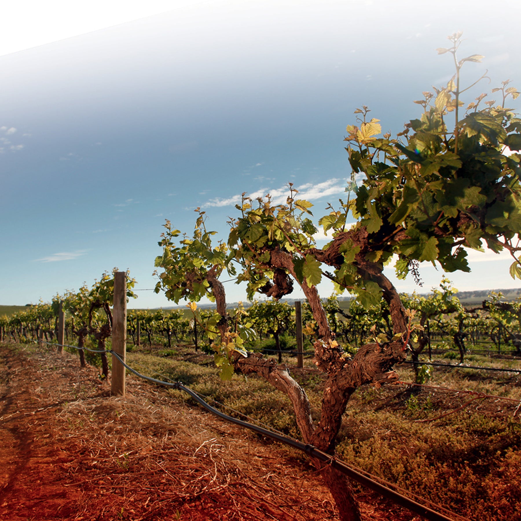Wendouree Cabernet Malbec 2008