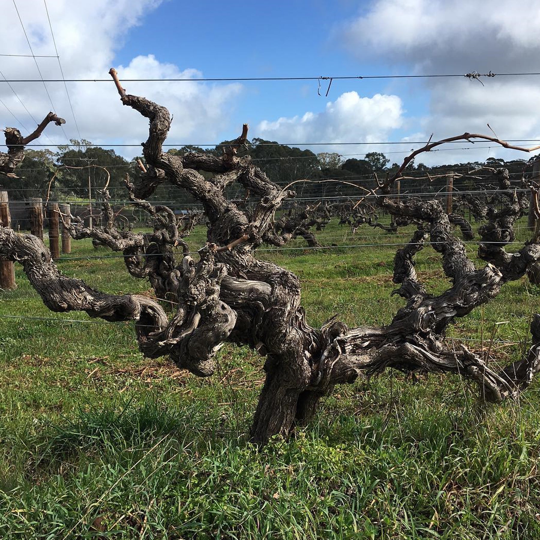 Wendouree Cabernet Malbec 2008