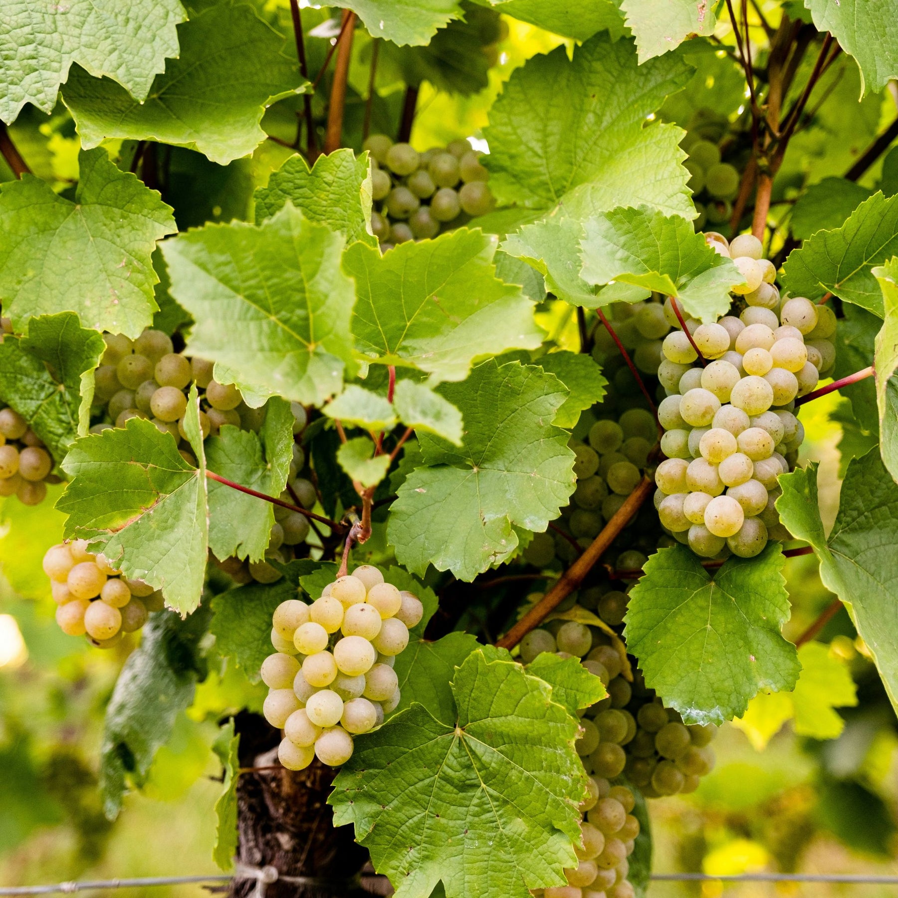 Domaine Michel Gros Hautes Cotes de Nuits Fontaine Saint Martin Blanc 2023