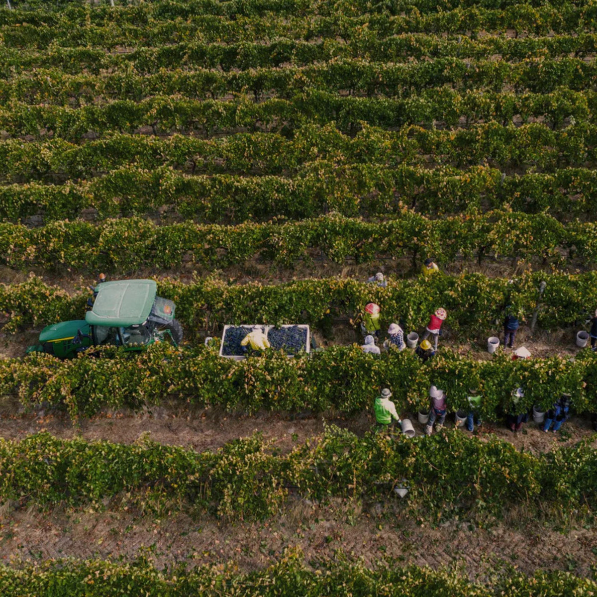 Yangarra Old Vine Grenache 2024