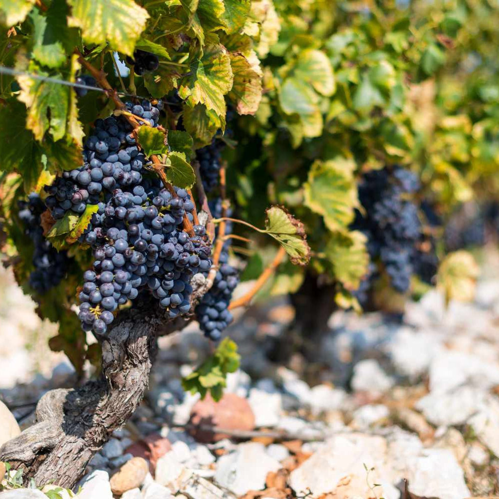 Clos des Papes Châteauneuf-du-Pape 2021