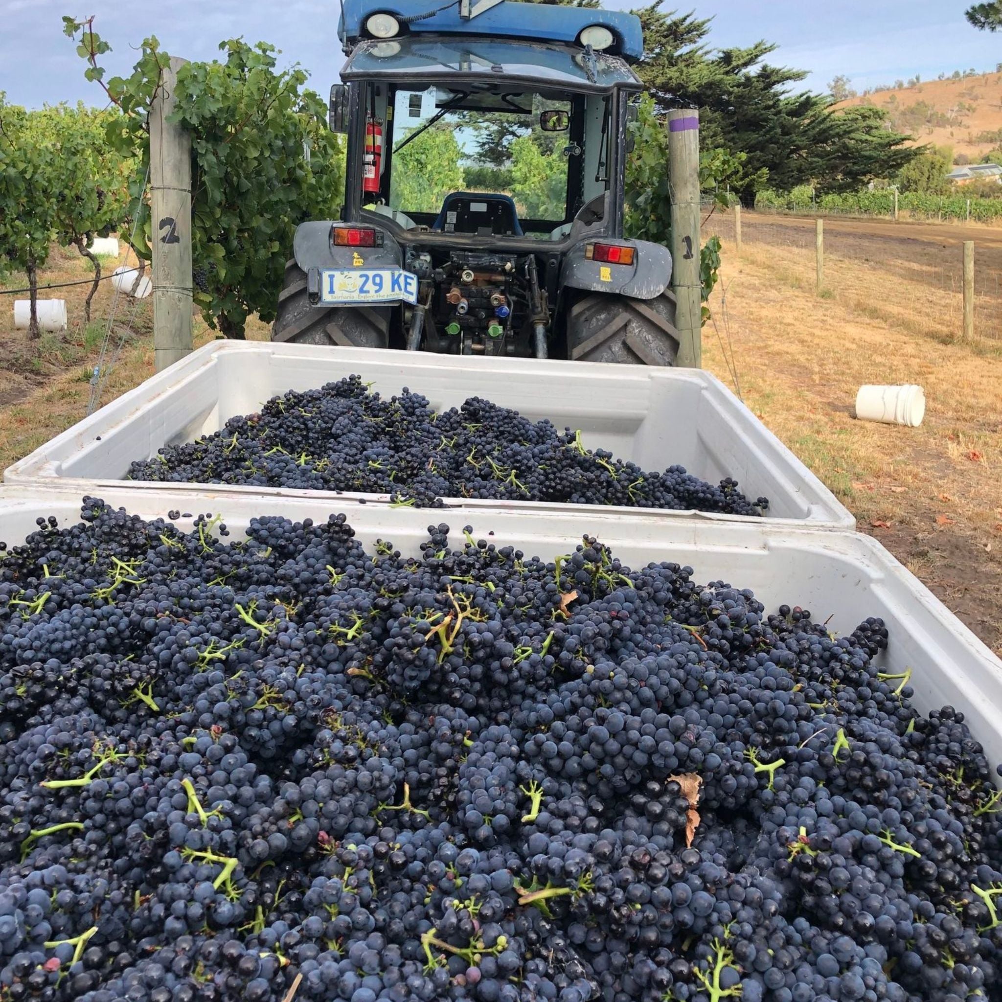 Pooley Cooinda Vale Pinot Noir 2023