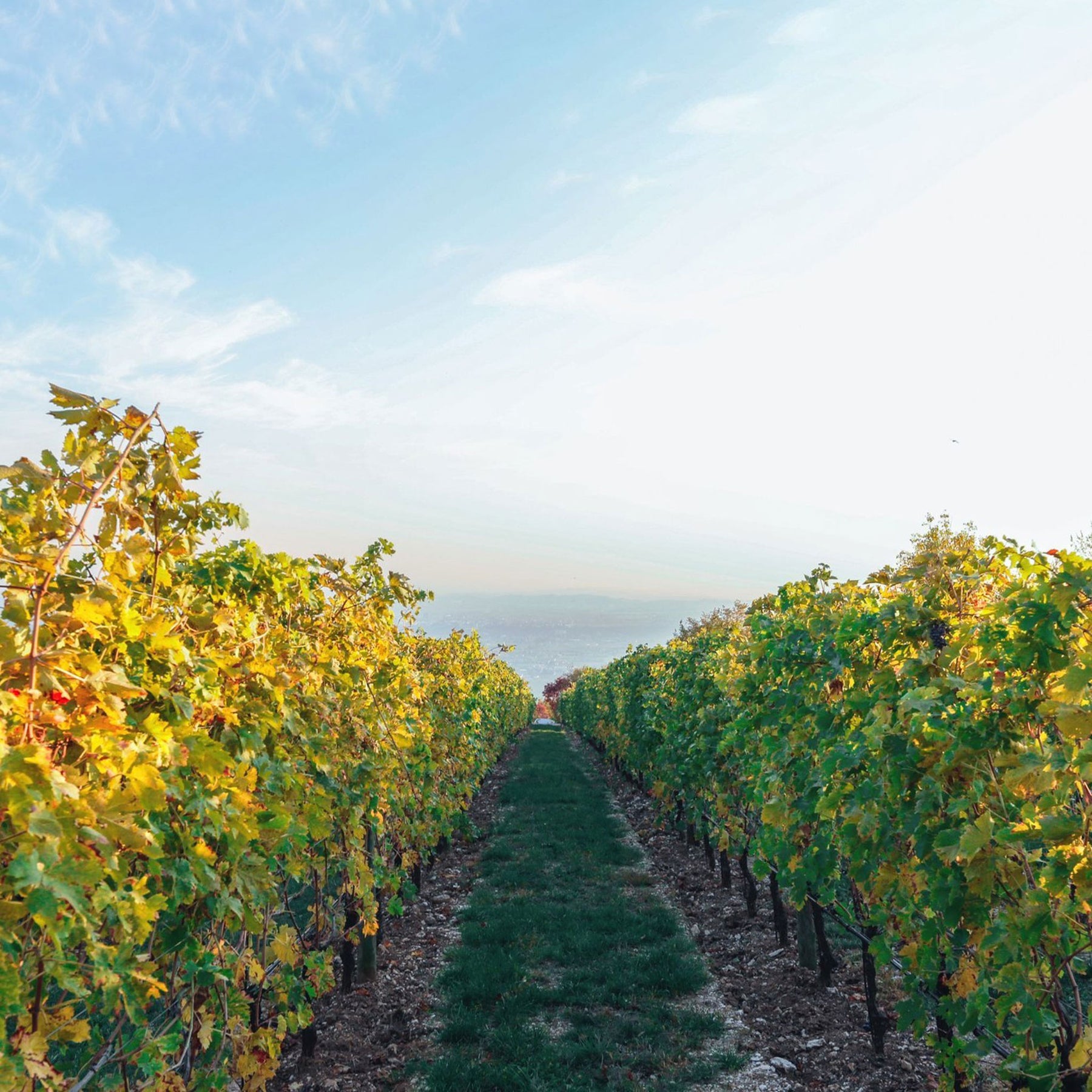 Allegrini Fieramonte Amarone Classico Riserva DOCG 2015 - Kent Street Cellars