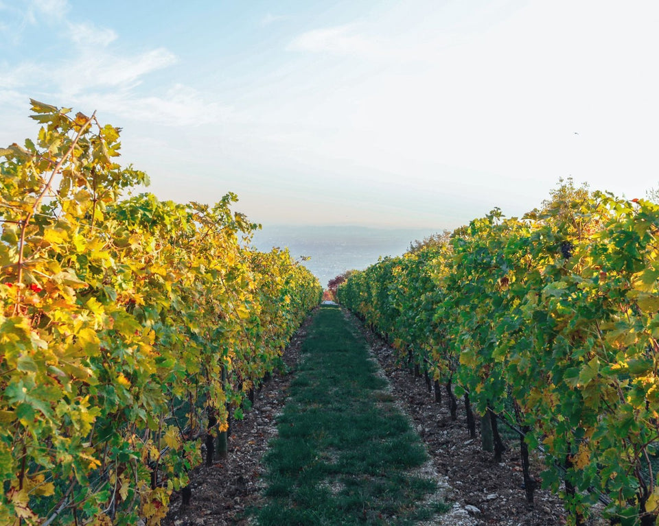 The Vineyard brand story