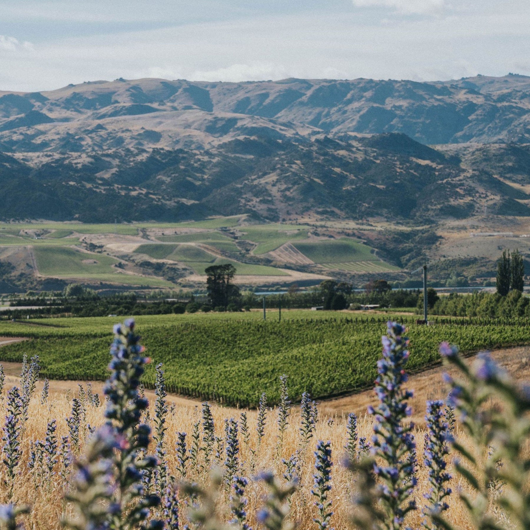 Amisfield Breakneck Reserve Pinot Noir 2022