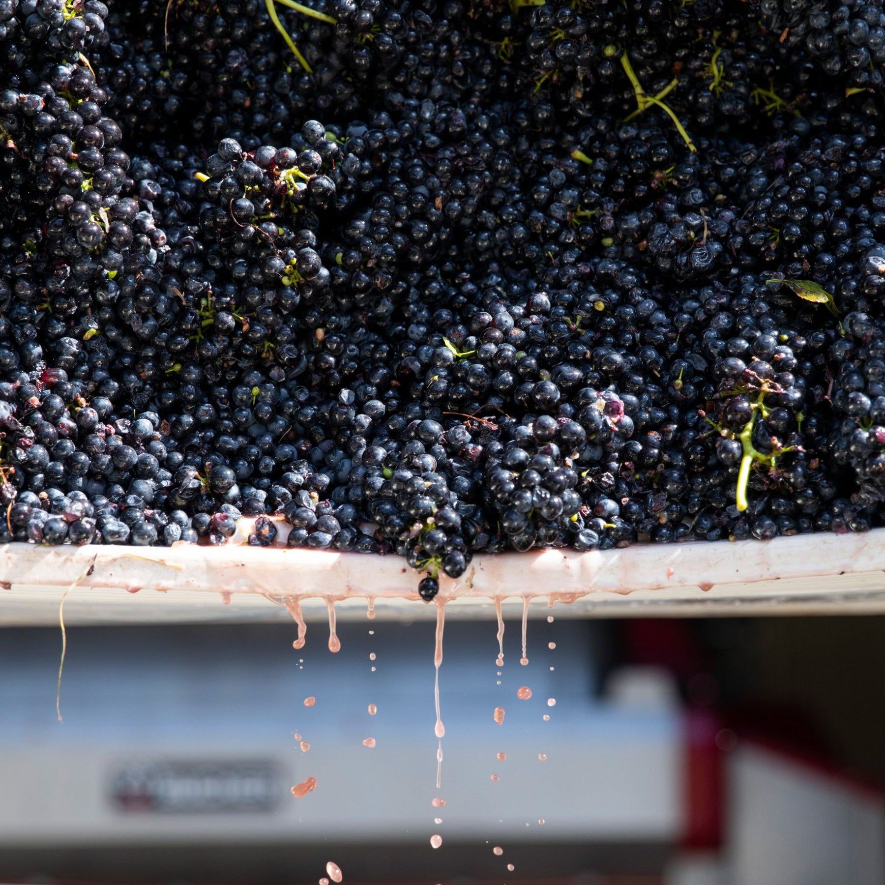 Thomas Wines DJV Shiraz Pinot Noir 2023 - Kent Street Cellars