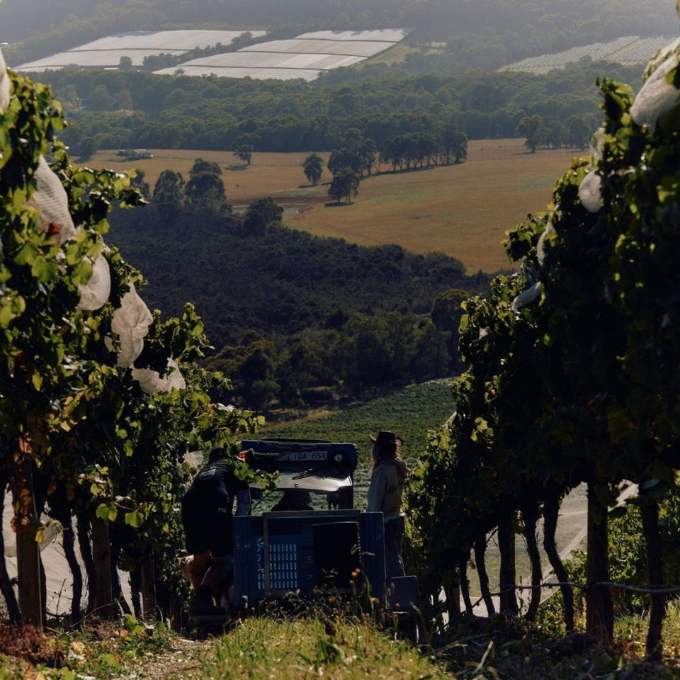 The Vineyard brand story