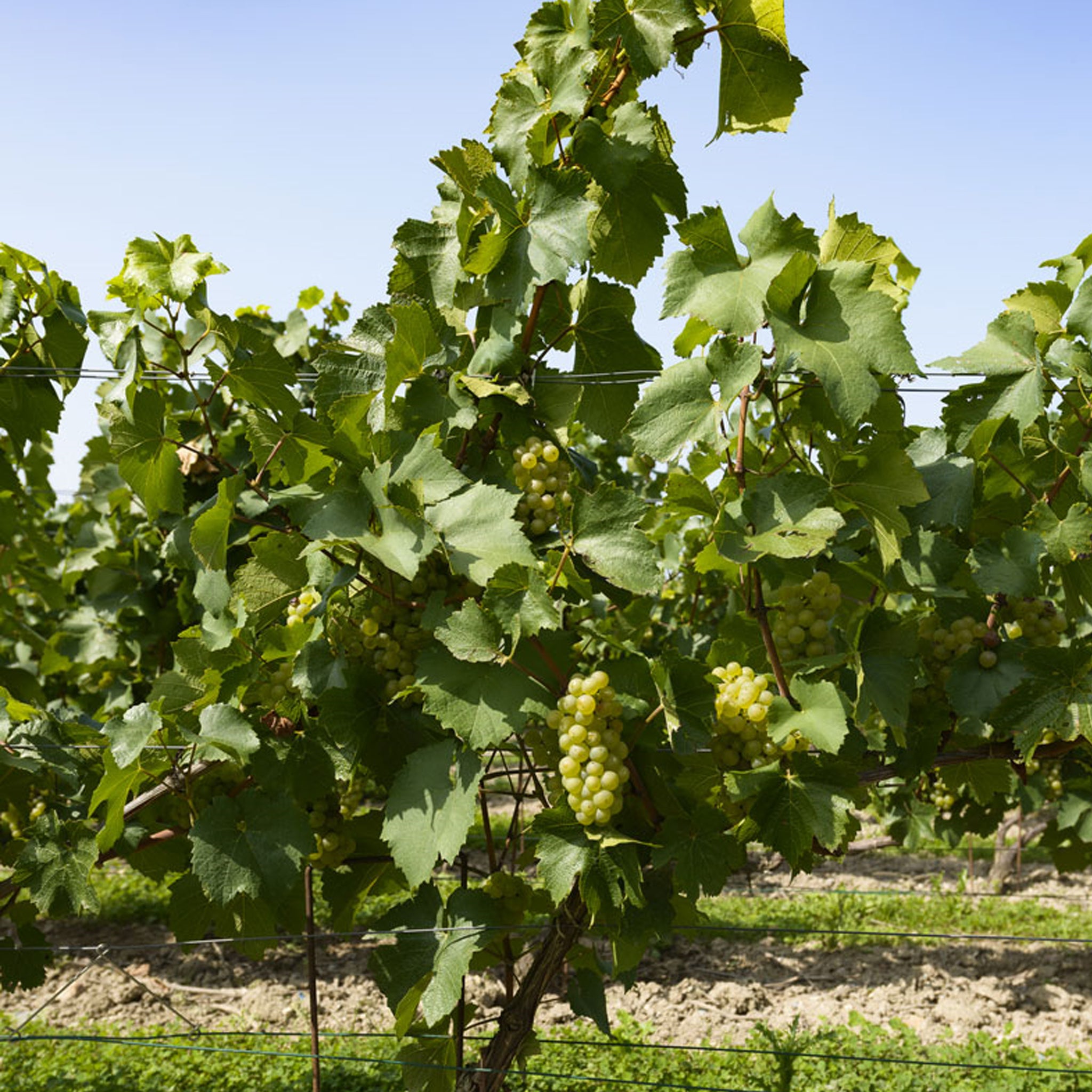 Heidsieck & Co Monopole Blue Top Brut Champagne NV 200ml