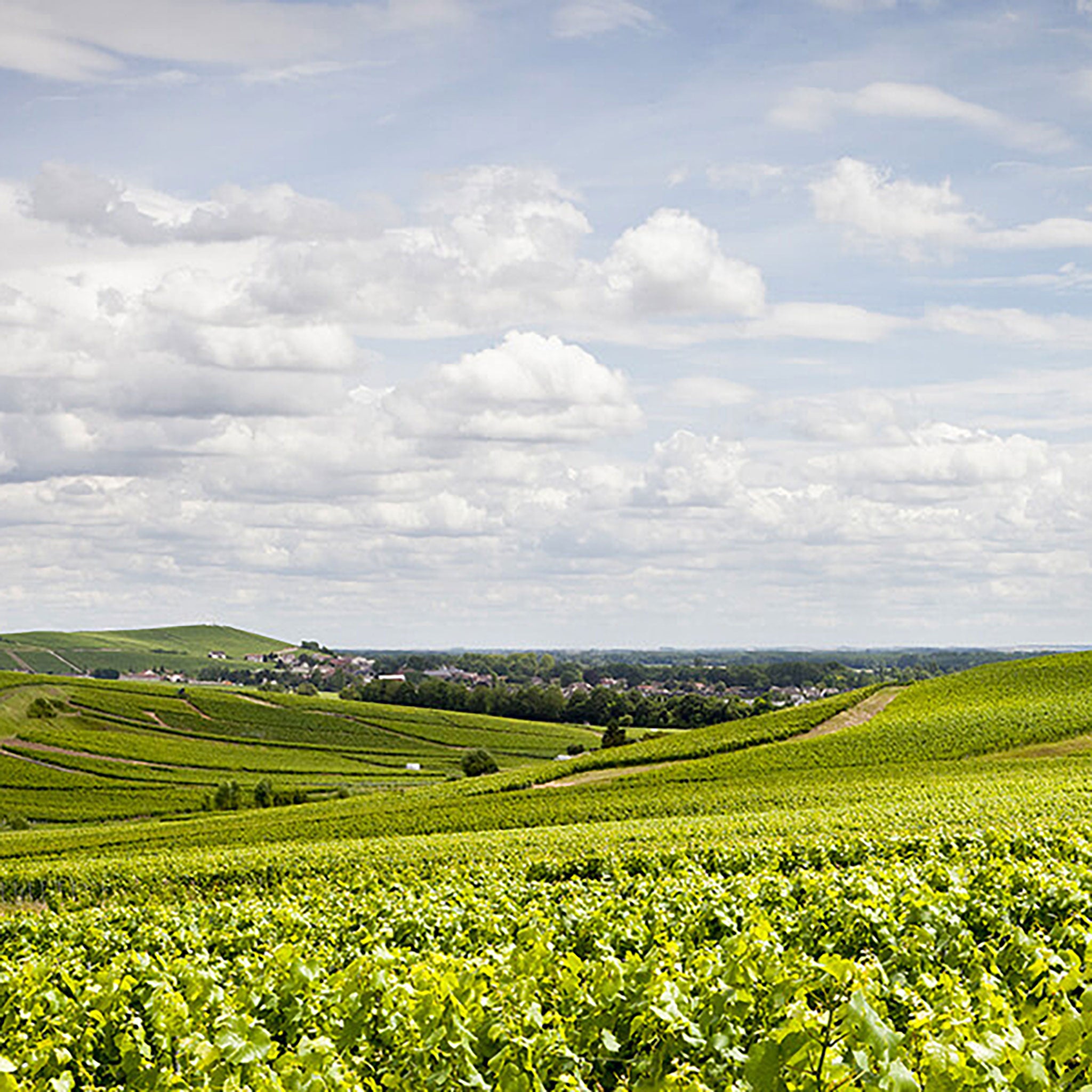 Pommery Brut Royal NV (6 Bottles)