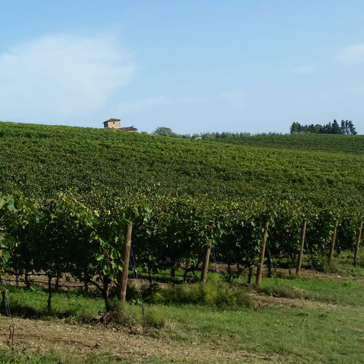Babo Langhe Nebbiolo 2022