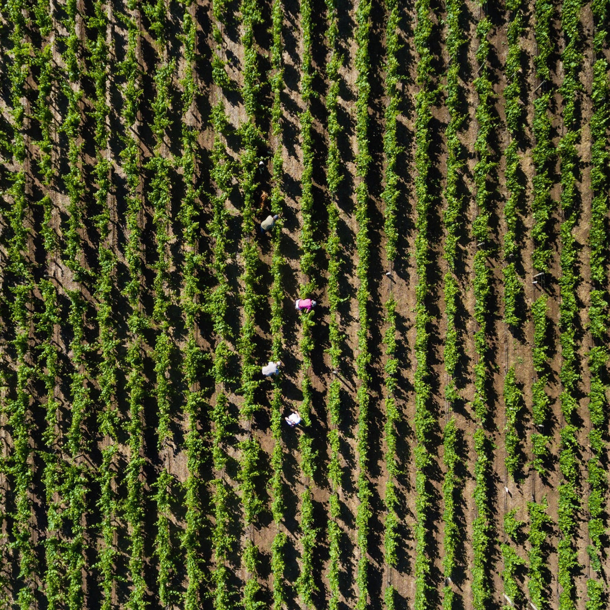 Bannockburn Gamay 2023 - Kent Street Cellars