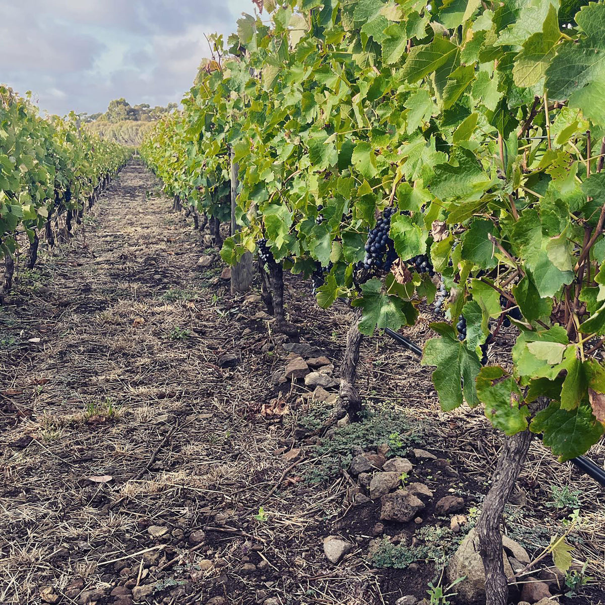 Bannockburn Gamay 2023 - Kent Street Cellars