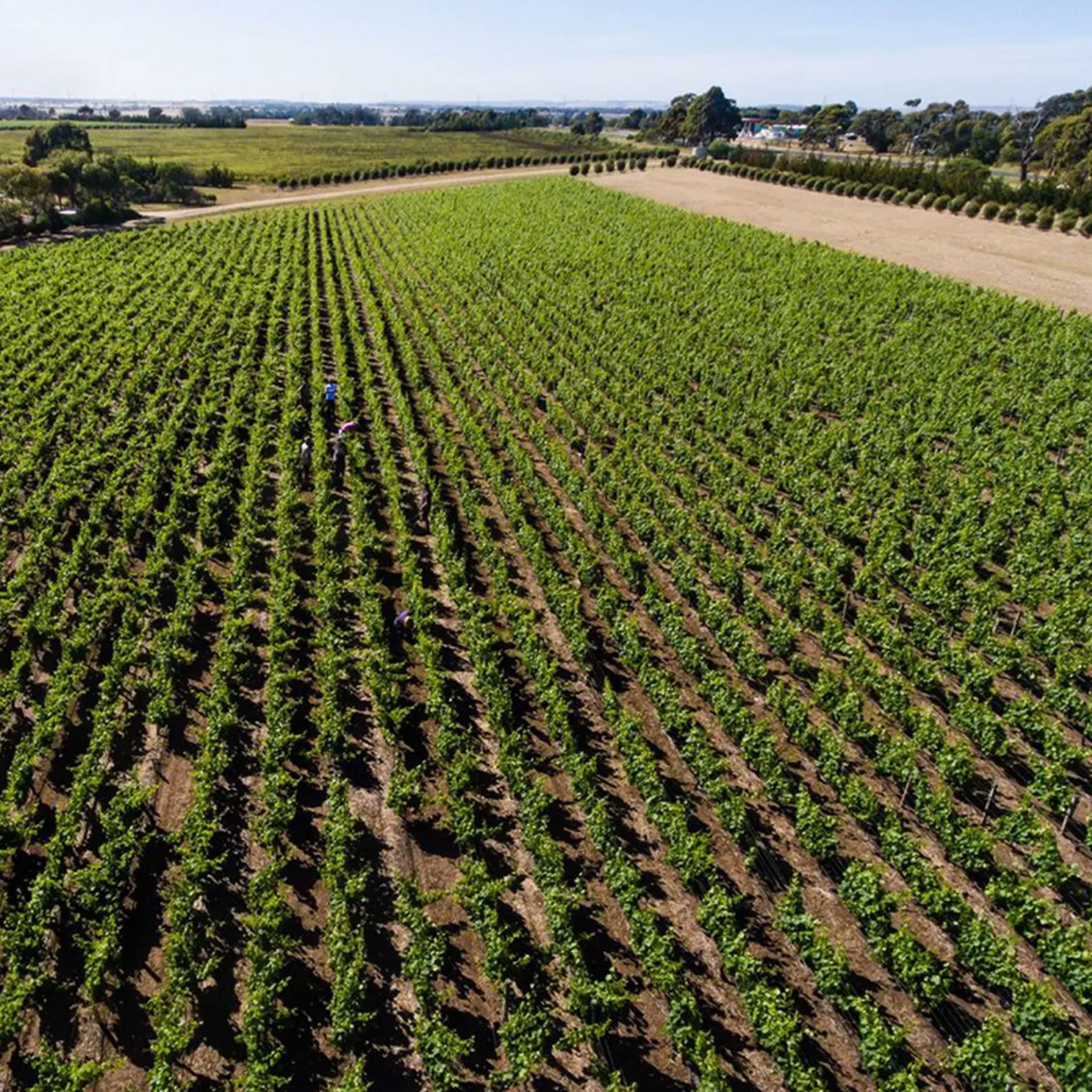 Bannockburn Pinot Noir 2025