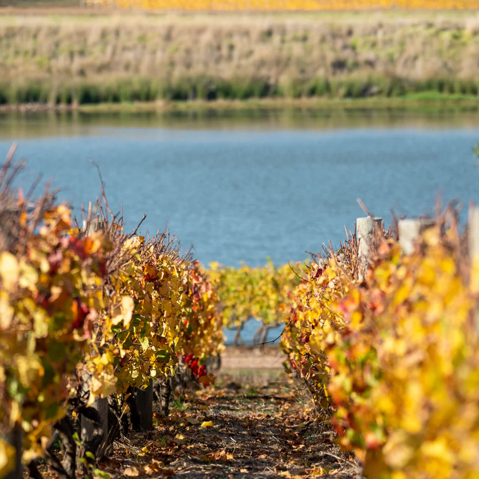 The Vineyard brand story