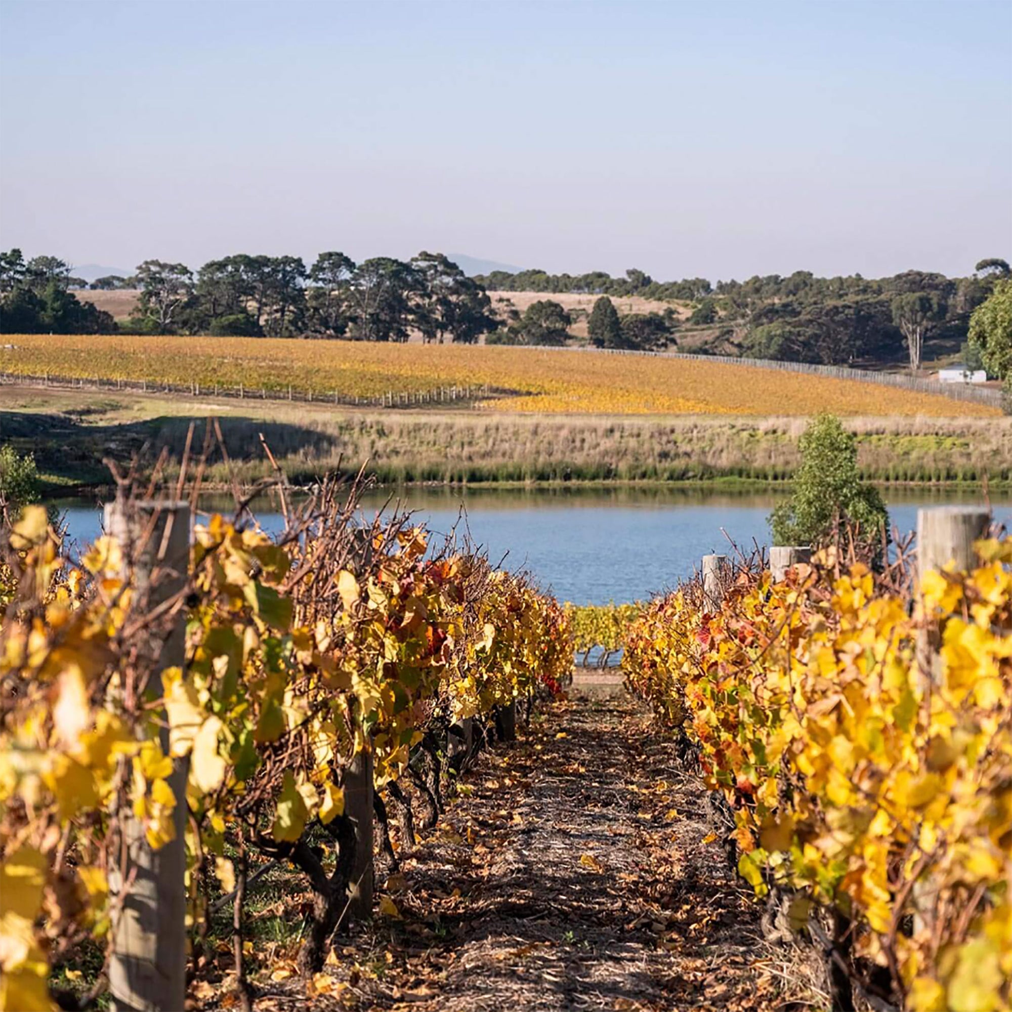 Bannockburn Autumn - Kent Street Cellars