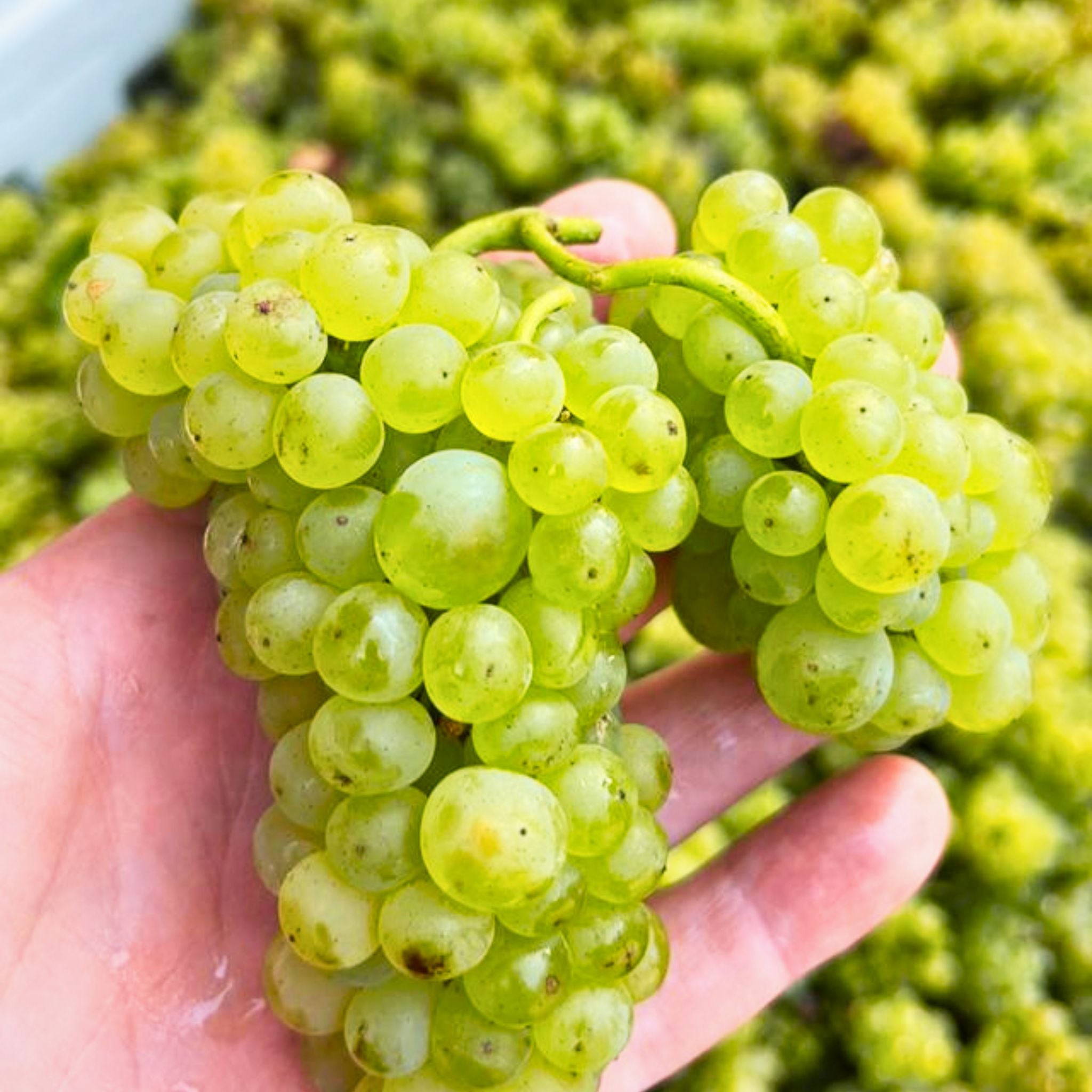 Bannockburn Chardonnay 2025