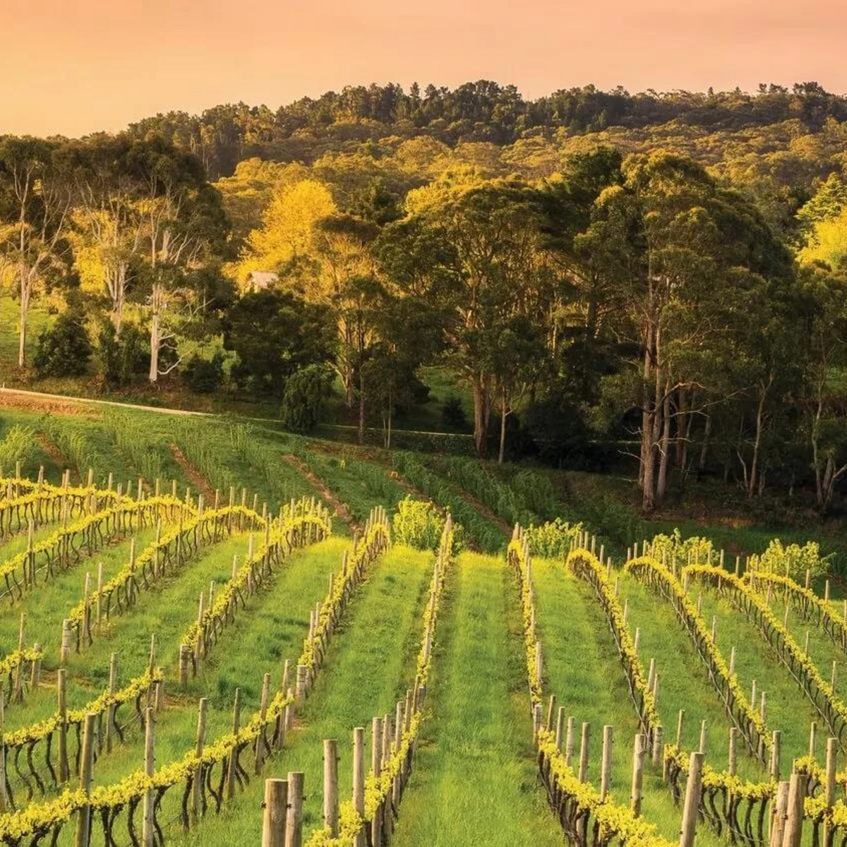 Ben Glaetzer Bishop Shiraz 2018