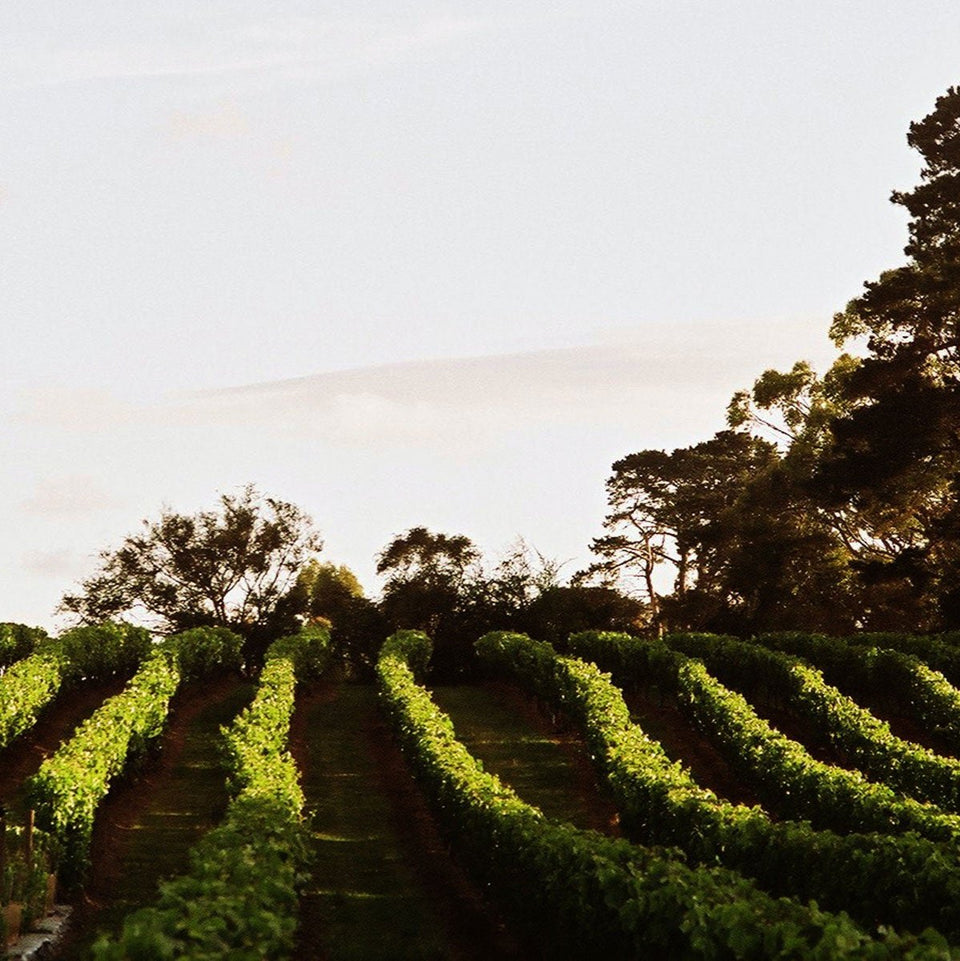 The Vineyard brand story