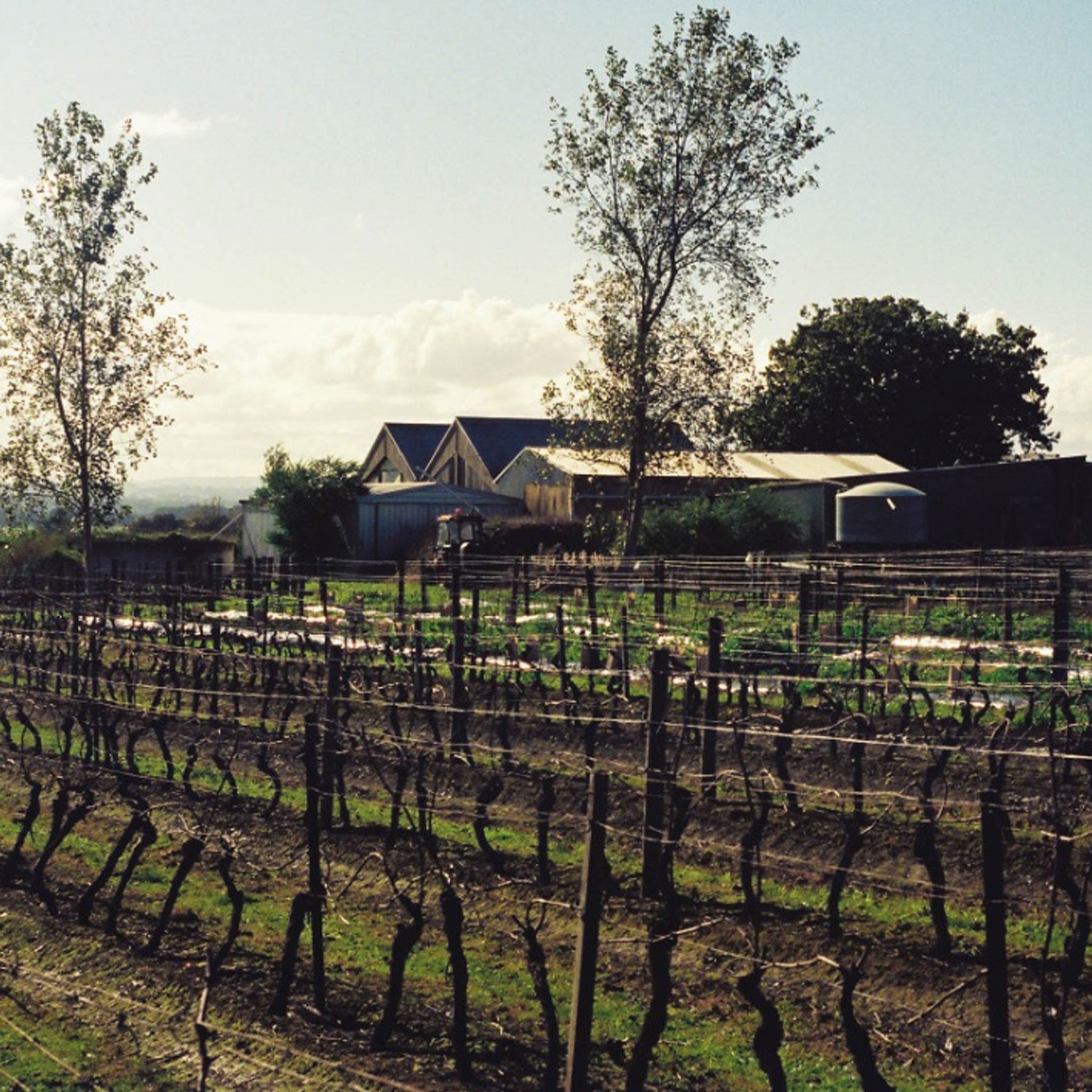 Bass Phillip Reserve Pinot Noir 2019 - Kent Street Cellars