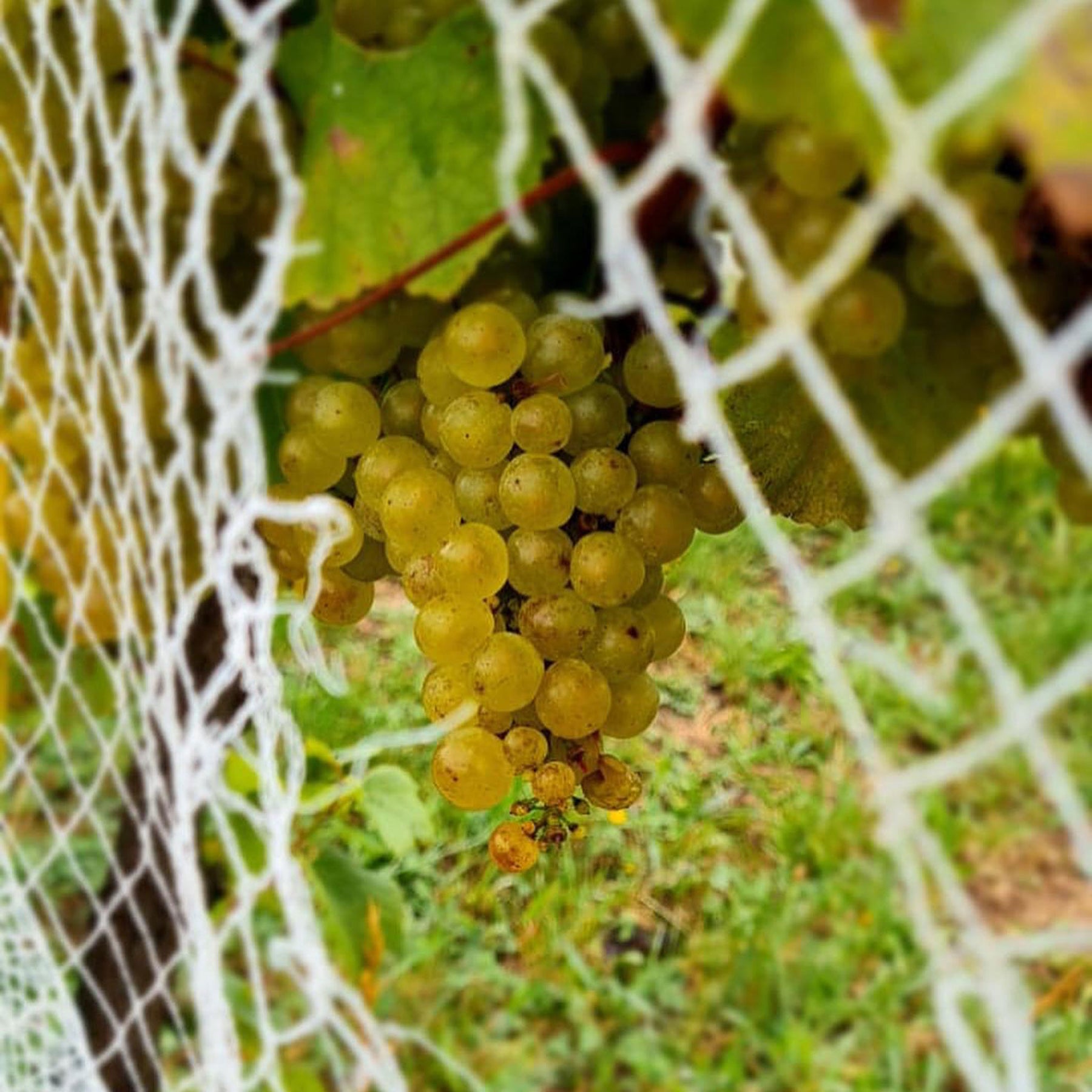 Bass Phillip Gewurztraminer 2016 - Kent Street Cellars