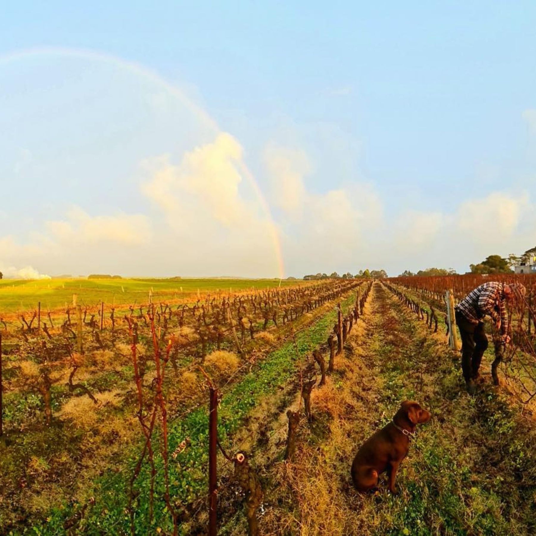 Bass Phillip Estate Chardonnay 2022