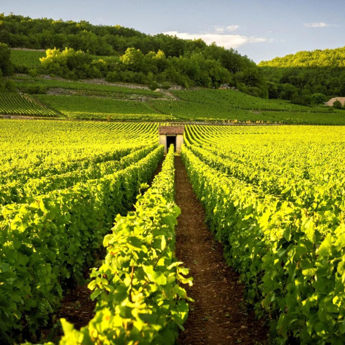 Benjamin Leroux Meursault-Blagny 1er Cru La Pièce Sous Le Bois 2021