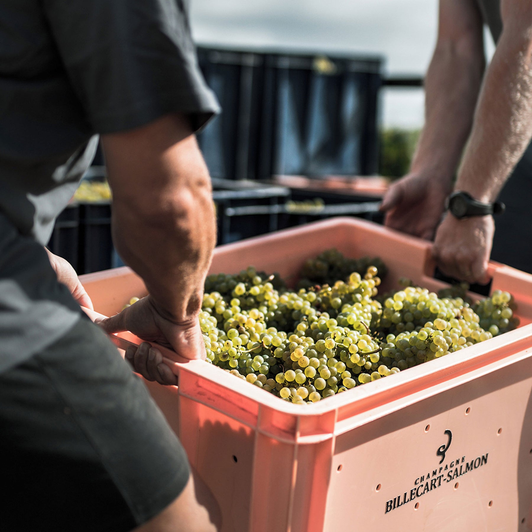 Billecart Harvest - Kent Street Cellars