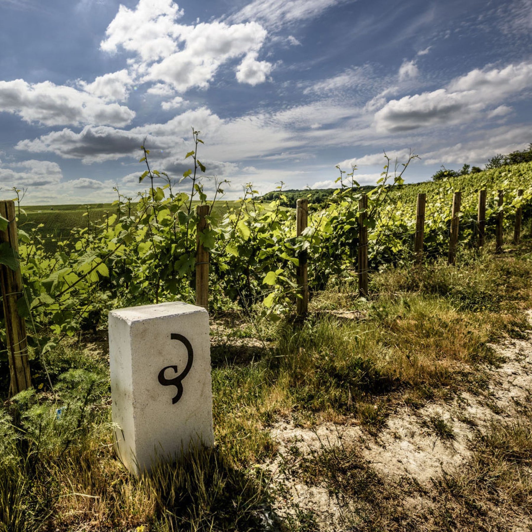 Billecart-Salmon Vineyard - Kent Street Cellars
