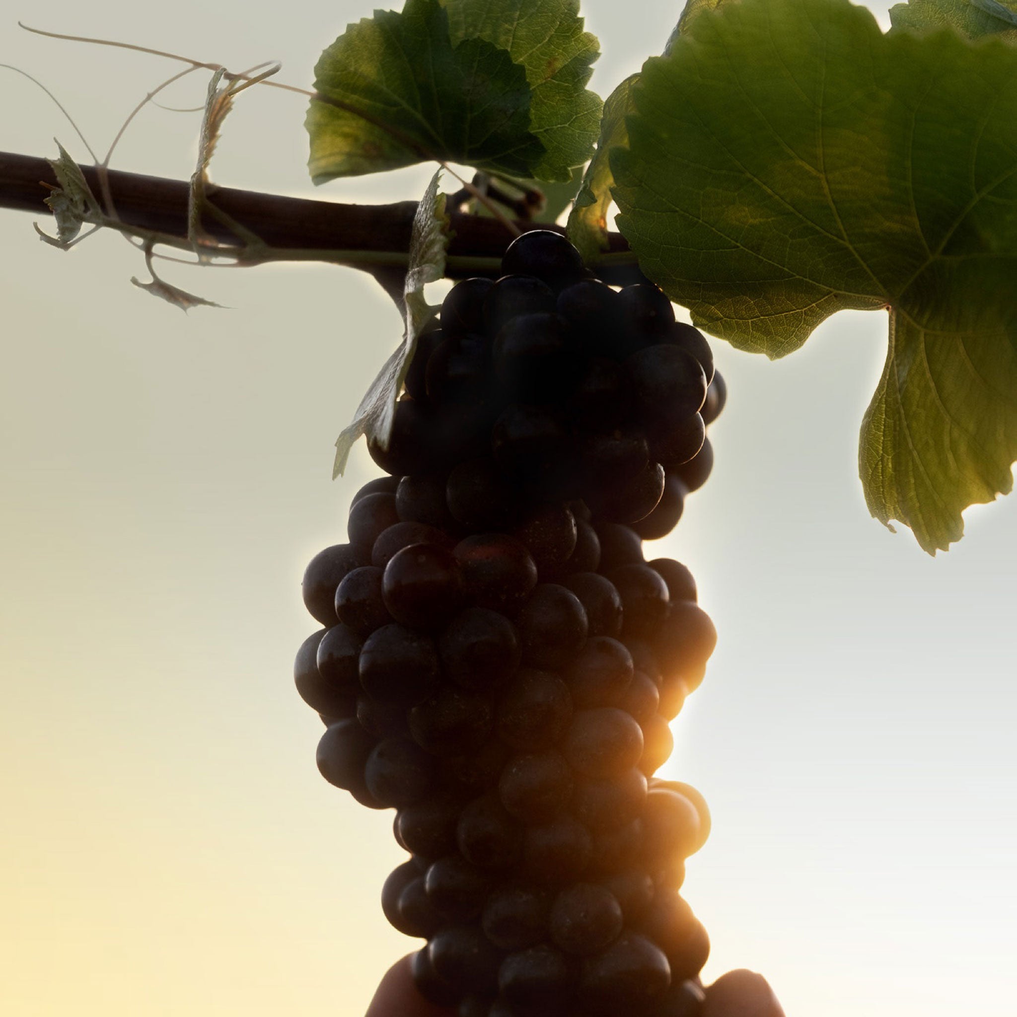 Bollinger Special Cuvée Brut NV James Bond 007 Limited Edition