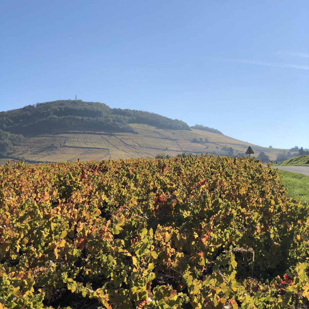 Domaine Daniel Bouland Chiroubles Chatenay 2023