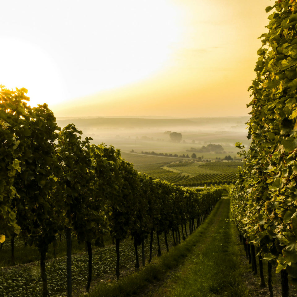The Vineyard brand story