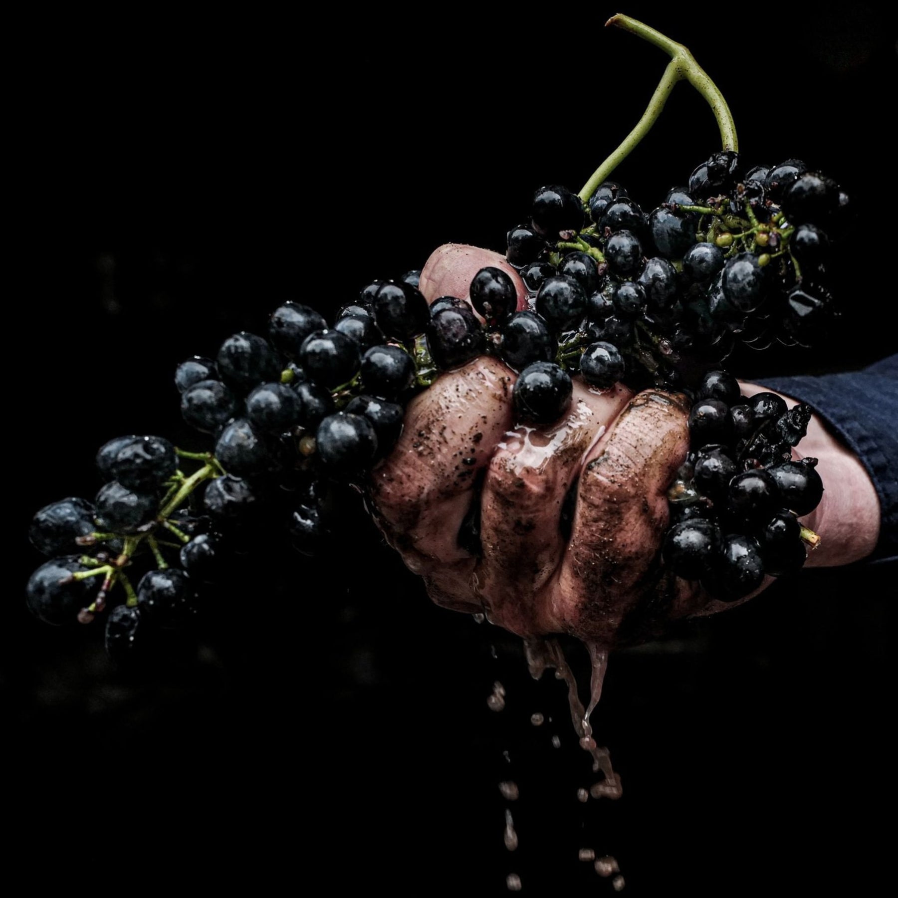Brokenwood Graveyard Shiraz Grapes - Kent Street Cellars
