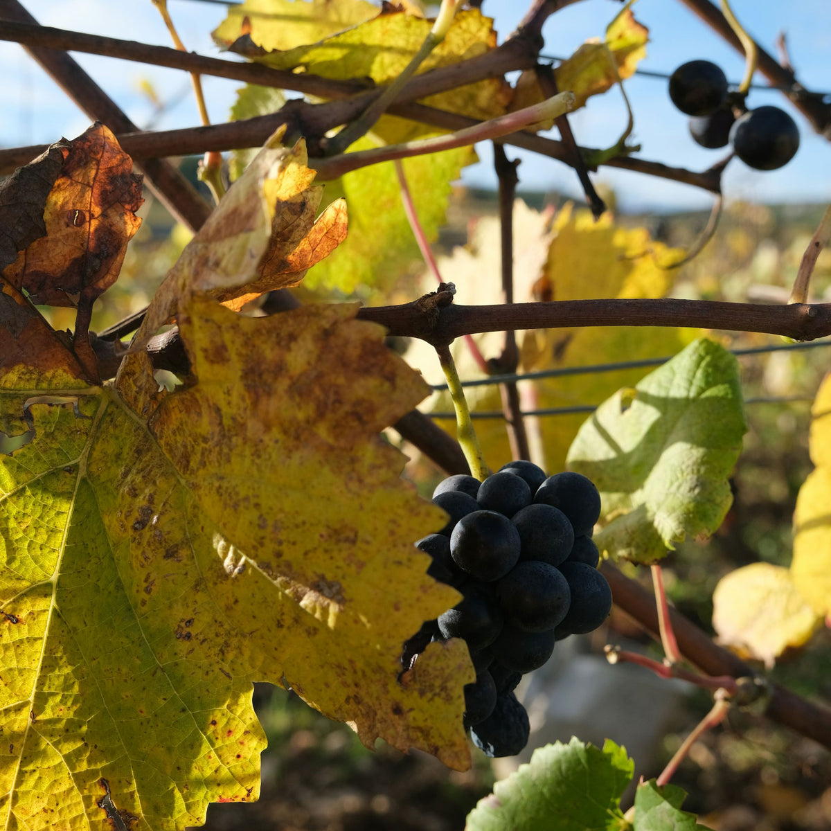 Domaine Collotte Marsannay Les Grasses Têtes 2022