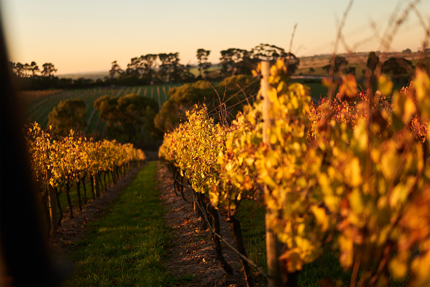 By Farr GC Cote Vineyard Chardonnay 2022 - Kent Street Cellars