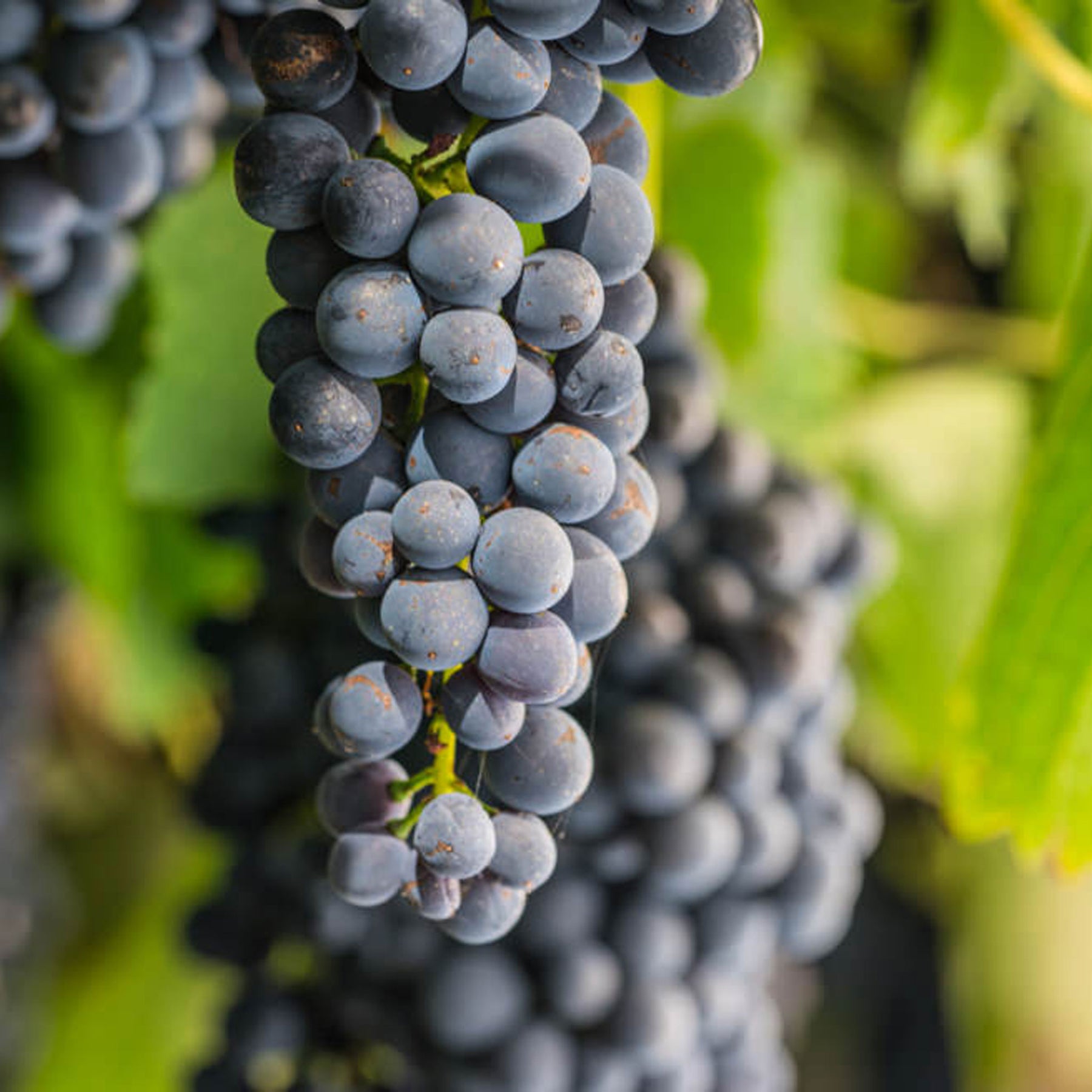 Irrewarra By Farr Pinot Noir 2022 - Kent Street Cellars