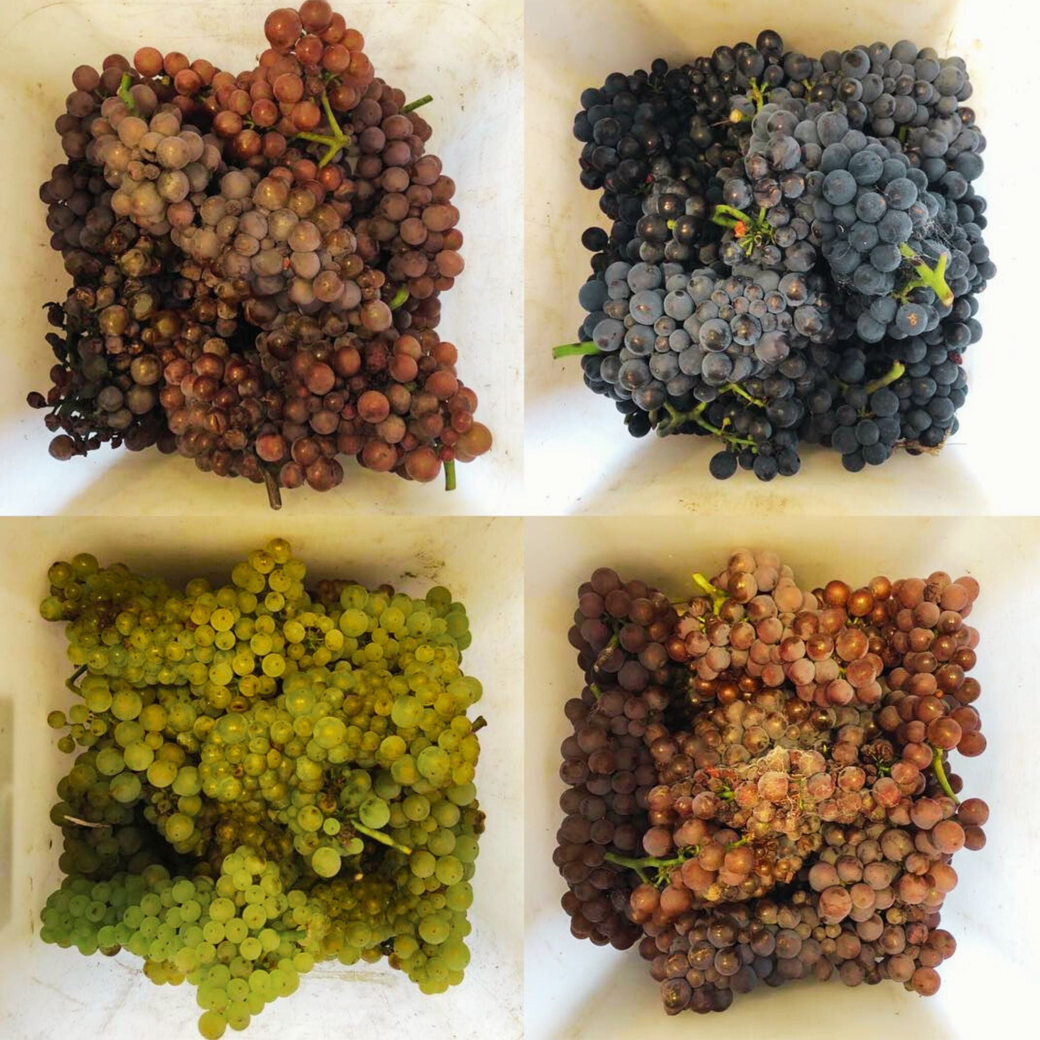 Prophet's Rock Vin De Paille 2022 375ml