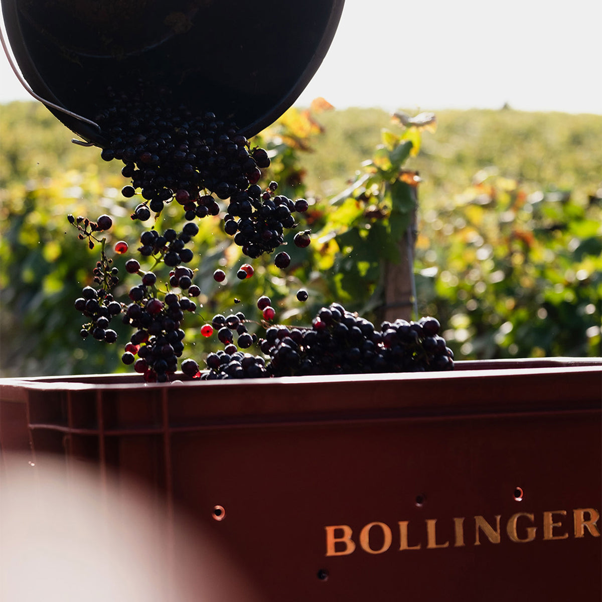 Bollinger La Grande Année Rose 2015