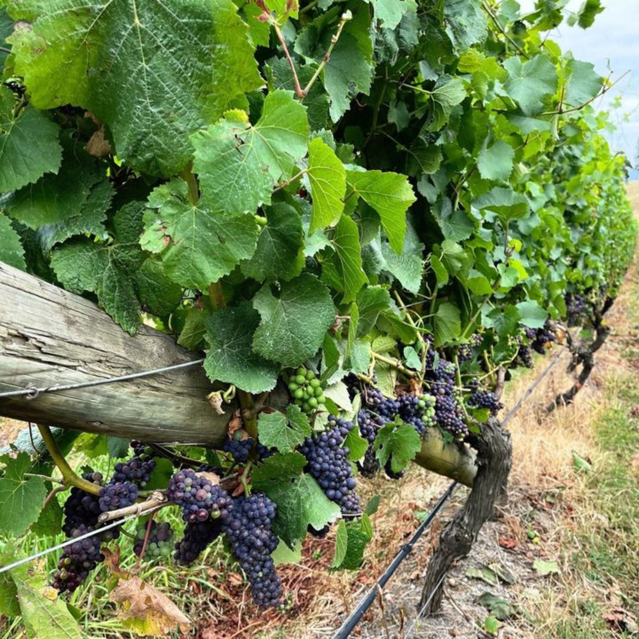 Giant Steps Yarra Valley Rose 2025