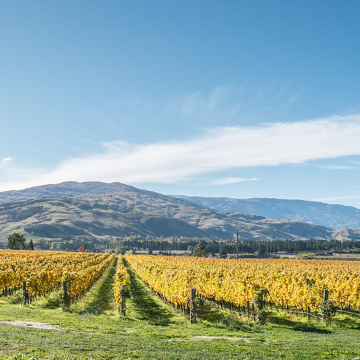 Felton Road Bannockburn Riesling 2023