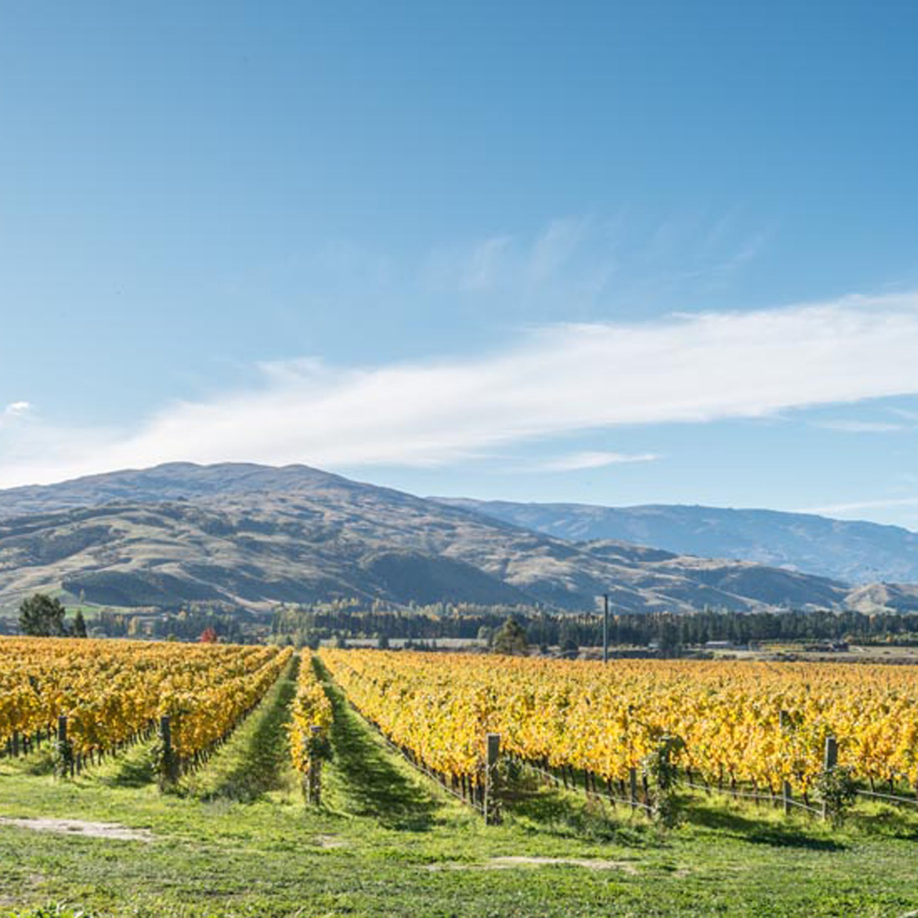 Felton Road Bannockburn Riesling 2024