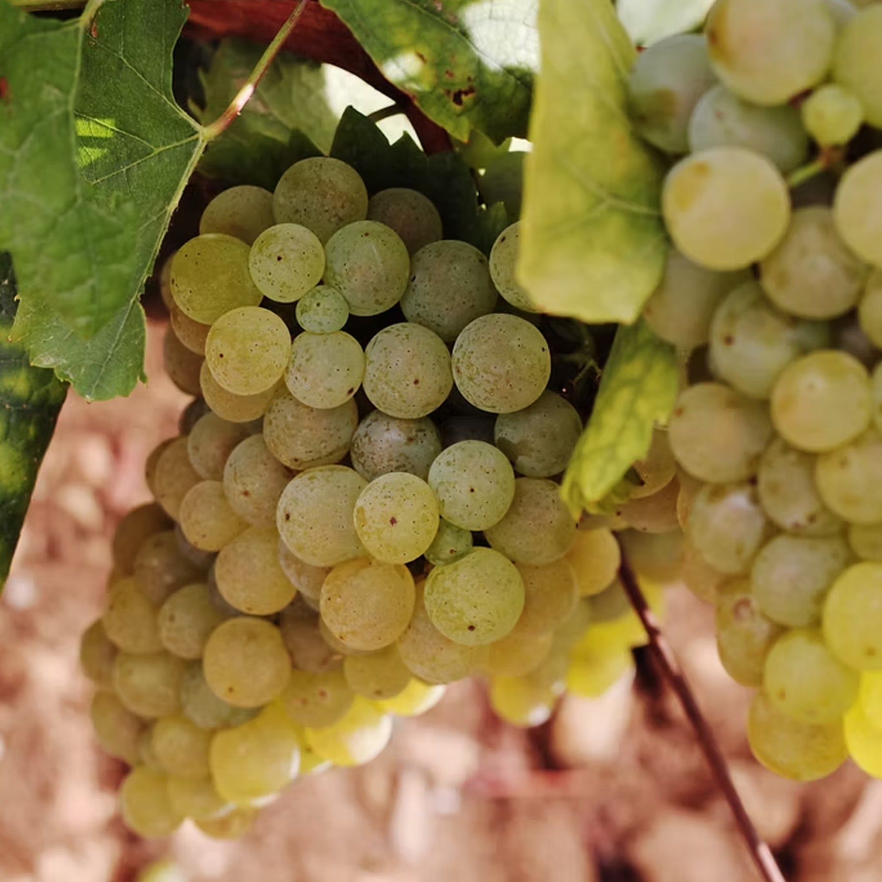 Caroline Morey Beaune 1er Cru Greves Blanc 2023
